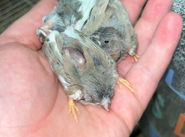 Zebra finches