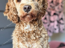Male cockapoo