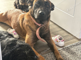 Malinois x dutch