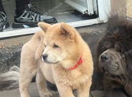 Last 2 girl chows &pound;1000