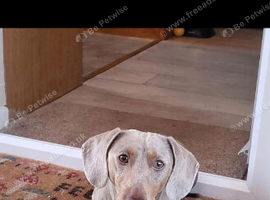 2 yo full Male dachshund looking for new home