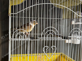 Goldfinch mule male