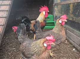 Brown Leghorn Bantam hatching eggs