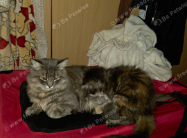 One male available