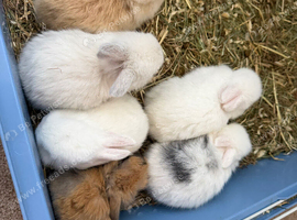 Mini Lop Rabbits