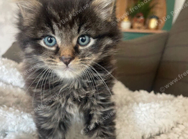 Five Gorgeous Kittens Looking for Their Forever Homes