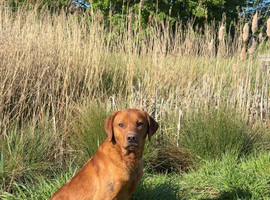 1 year old fox red male Labrador