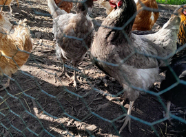 Five hens......free to a good home.