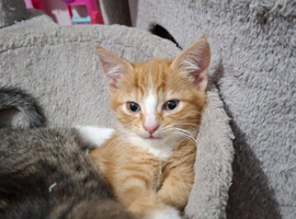 Kittens and female cat