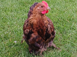 Pekin Cockerel Gold Partridge