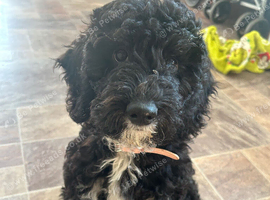 Cockapoo female puppy