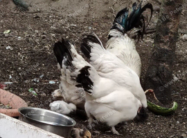 Hybrid family