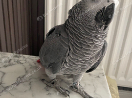 Friendly African grey
