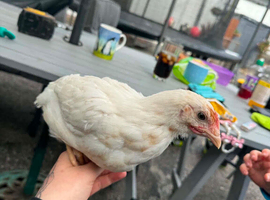 Amber link hen