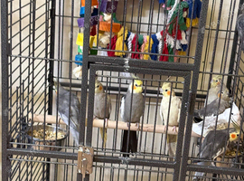Baby cocktails