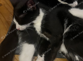 2 Beautiful Kittens (16 weeks) Looking for a home