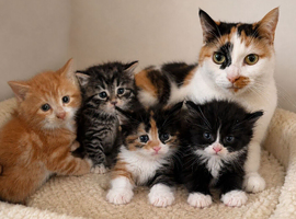 Ginger Tuxedo and Striped Shorthairs for sale 3for &pound;100