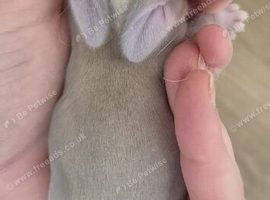 Wait List Open - Pure Bred French Lops
