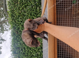 Ferrets available from 7th August