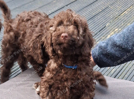 F2b Sproodle puppies for sale