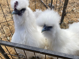 Silkie Chickens - Pair or trio available.