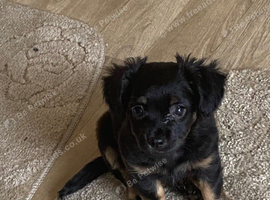 Chihuahua x King Charles Black and Tan female in Salford