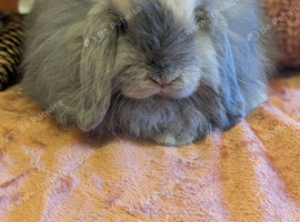 Mini lop