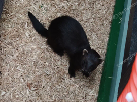 Black ferret pair for sale
