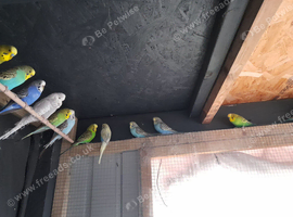 Budgies