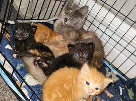 Mixed litter kittens ( ginger females)