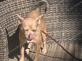 Lola - Chihuahua cross fox terrier 2 years old
