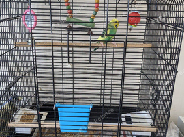 Young female budgie with cage plus accessories