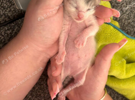 Mum and 2 kittens