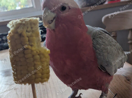 Male Galah 18 months old