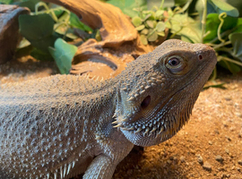 Female bearded dragon