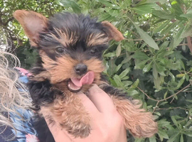 Yorkshire terrier puppies