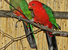Australian King-Parrot