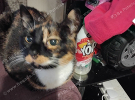 Cat forsale
