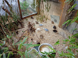 Proven Diamond Dove pair with 1 of their fledged chicks