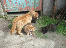 PRETTY FARM REARED KITTENS