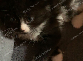 2 kittens 1 male 1 female