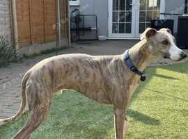 Stunning Blue Brindle Whippet Stud