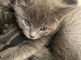 Beautiful ragdoll x American maincoon x Russian blue kittens.