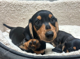 Miniature dachshund puppies