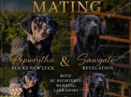 Labrador retriever puppies