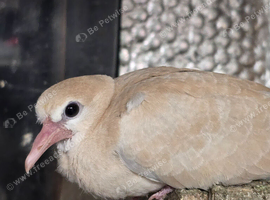 Doves for sale X2