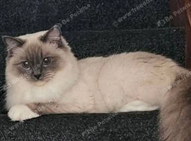 4 registered ragdoll boys