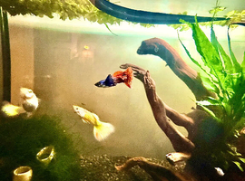 Guppy fry for sale - different colours and ages
