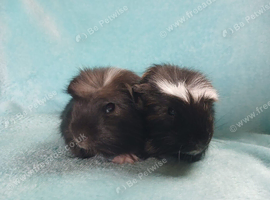 Pair of stunning boys boars needing a home