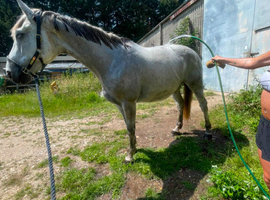 Warmblood mare